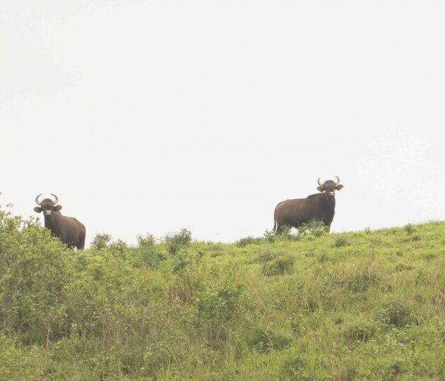 gavi 345 – Best Kerala DMC| Kerala B2b Tour operator