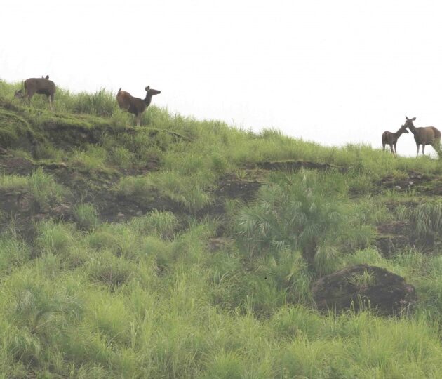 gavi 567 – Best Kerala DMC| Kerala B2b Tour operator